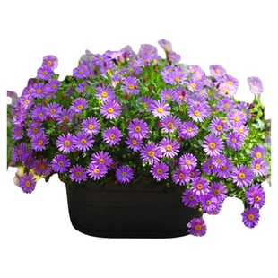 多年生姬小菊花种子种籽子庭院盆栽花卉植物种孑易活花籽