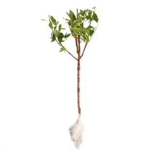 西梅树树苗蓝蜜西梅李子树苗北方南方室内外庭院盆栽当年结果带土