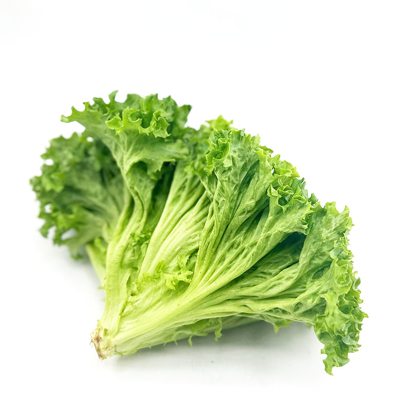 新鲜罗莎绿毛生菜沙拉菜西餐食材