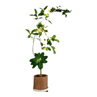 孟加拉榕客厅盆栽大花盆造景绿植室内大型好养真树黄金榕落地植物