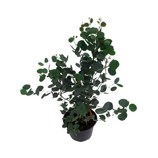 尤加利桉树苹果桉盆栽植物心叶形阳台银水滴室内卧室树苗大圆叶子