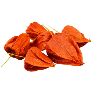 锦灯笼中药材小药仙正品东北野生锦灯笼果皮红姑娘挂金灯红灯笼