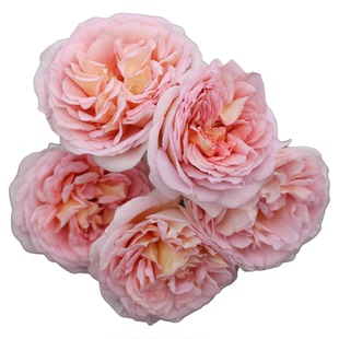 海蒂的花园亚伯拉罕灌木月季好养浓香庭院多季节花卉植物盆栽苗