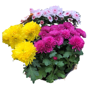 菊花苗盆栽秋菊带花苞四季易活开大花室内外庭院花卉植物九月菊花