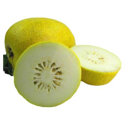 香橼果云南特产新鲜水果香圆香缘香泡枸橼果子基地直发佛手柑现货