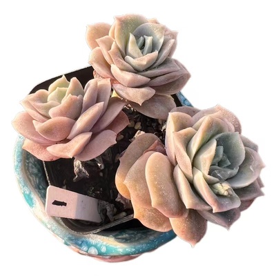 可爱玫瑰一物一拍整桩周舟多肉