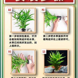 鱼缸水草莫斯真植物水族箱中后景绿菊蜈蚣草阴性造景装 饰绿植真草