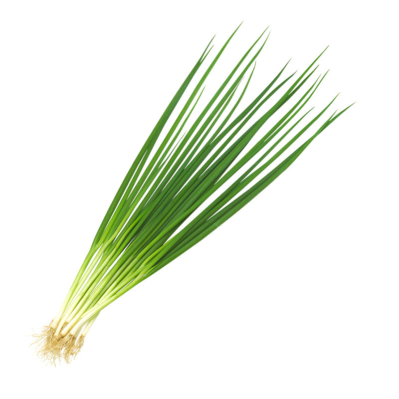 四季小香葱种子老品种葱种籽分葱大葱小葱籽阳台盆栽蔬菜种孑秧苗