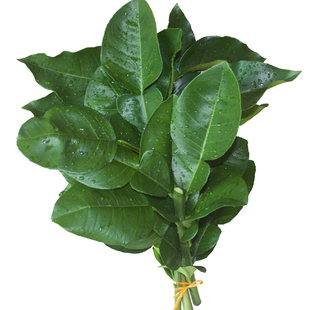 现摘柚子叶去晦气 开运转运乔迁新居折福 50年老树绿色新鲜带枝叶