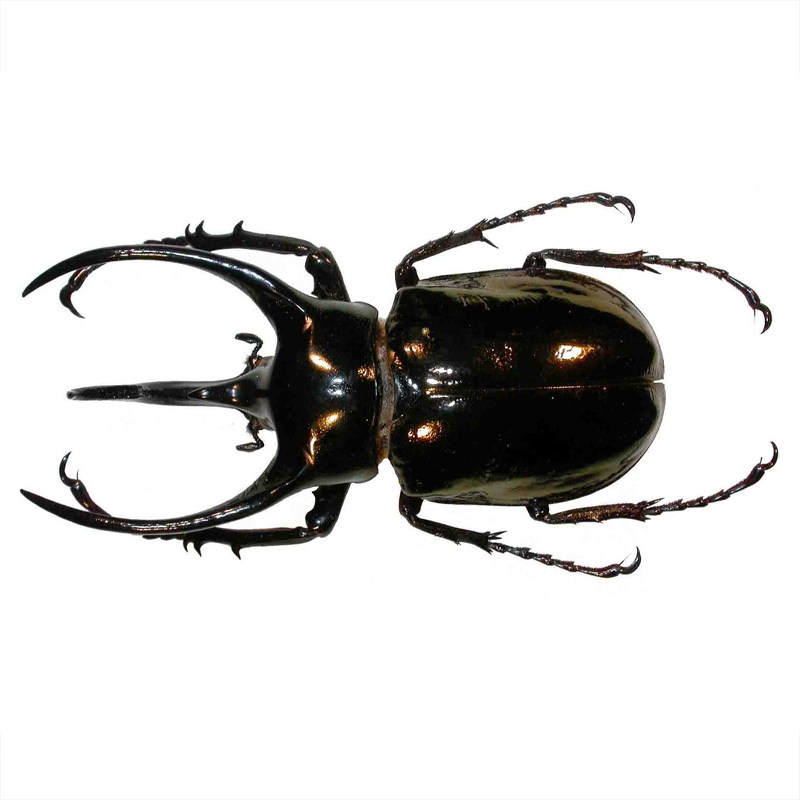 南洋大兜虫 Chalcosoma Atlas Keyboh 未整姿原虫真昆虫标本