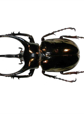 南洋大兜虫 Chalcosoma Atlas Keyboh 未整姿原虫真昆虫标本