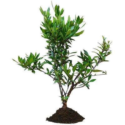 小叶栀子花重瓣四季常青盆栽室内室外工程绿化小苗根系发达好养活