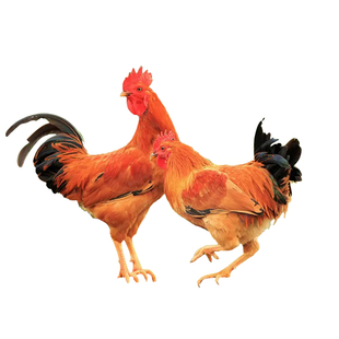 杨博士土鸡童子鸡深山散养原粮饲喂3只装新鲜整鸡现抓现杀走地鸡