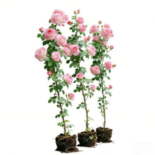 蔷薇花苗藤本月季花树大苗庭院爬藤植物阳台花卉爬墙玫瑰耐寒盆栽