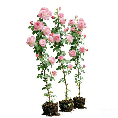 蔷薇花苗藤本月季花大苗爬藤植物