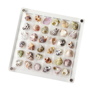 亚克力贝壳收纳盒透明展示盒装海边海星标本海螺相框磁吸收集盒子