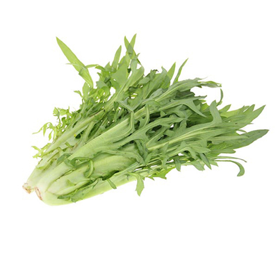 苦菜种子种籽曲麻菜蔬菜苦麦菜