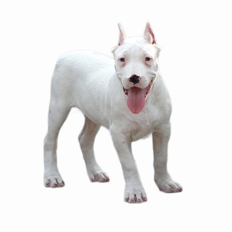 纯种双血统杜高犬幼犬宠物狗幼崽