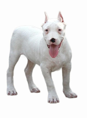 纯种双血统杜高犬幼犬宠物狗幼崽