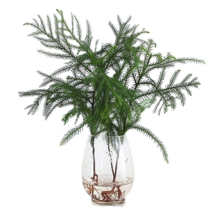 水培植物南洋杉盆栽室内桌面好养活绿植花卉盆栽净化空气四季常青