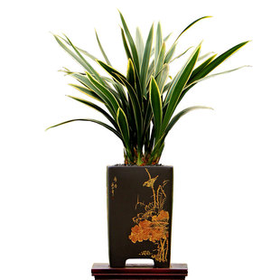 高端老种墨兰银托金华山好养企黑四季建兰花苗七彩丹霞金边带花香