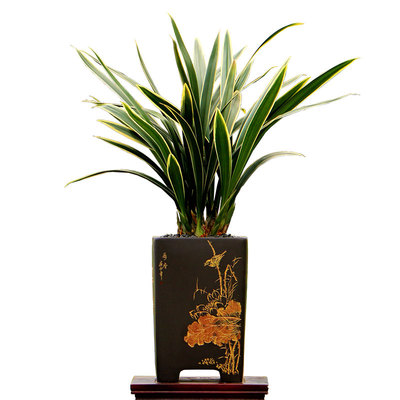 翁源兰花老种墨兰银托好养绿植