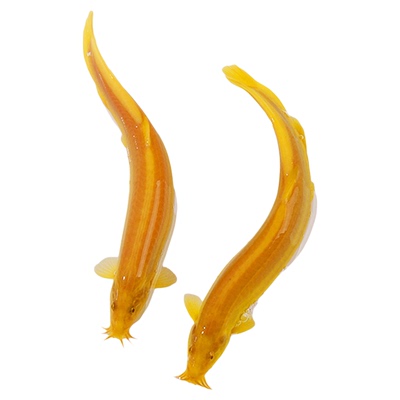 金龙鳅观赏鱼除藻底栖鱼缸清洁