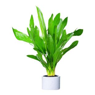 皇冠水草迷你九冠大叶绿九冠鱼缸专用水草植物阴性懒人造景真草