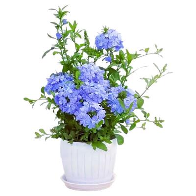 蓝雪花盆栽大苗宿根草花庭院阳台搭配室内外观赏花卉植物夏季可开