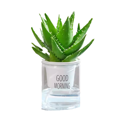 芦荟盆栽室内除甲醛净化空气