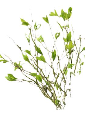 仿真藤条绿植树枝禅意插花