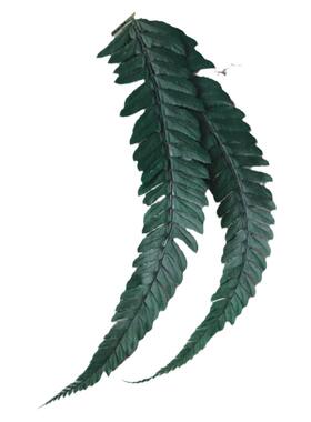 diy永生龙须草手作配材克装厥叶