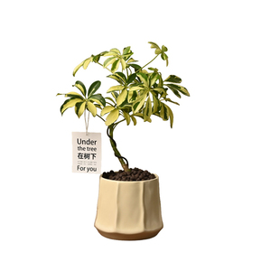 观叶植物室内花净化空气花叶鸭脚木S弯植物盆栽鸭掌木办公桌植物