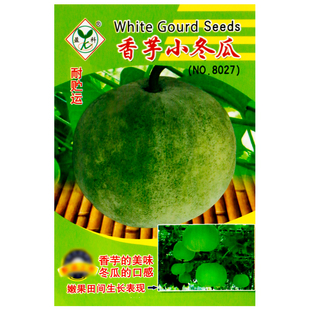 香味芋头迷你小冬瓜种子白粉皮春季农家盆栽庭院播阳台蔬菜种籽孑