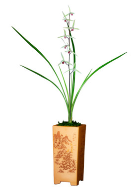 高端兰花名贵寒兰芳香兰蒲礼品兰