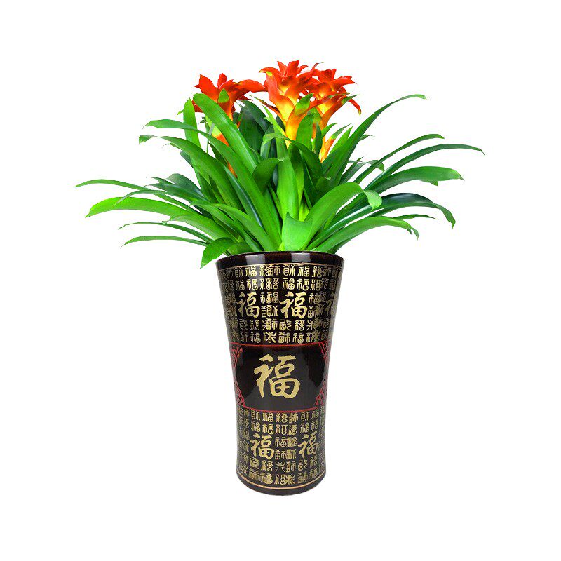 鸿运当头室内客厅盆栽开业乔迁送礼开花大型年花卉红星凤梨花包邮