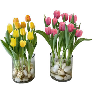 郁金香种球水培花卉植物室内花种子盆栽花苗土培水养好活