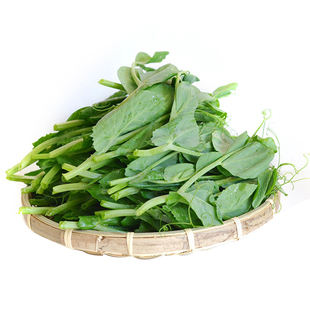 豌豆豆种豆苗苗种种子尖蔬菜孑甜豌豆种籽无须荷兰盆栽菜种碗豆苗