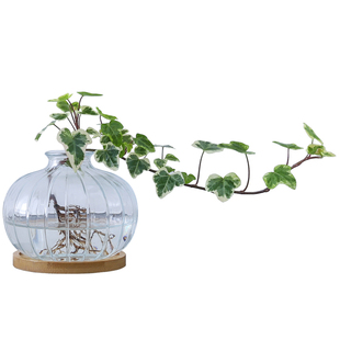雪莹常春藤盆栽水培花卉植物室内垂吊兰绿植好养常青长青藤