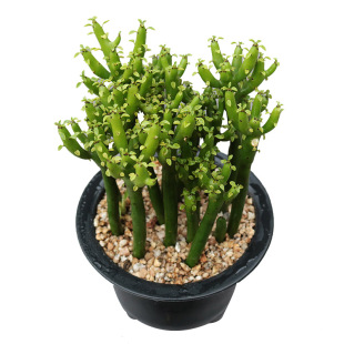 光棍树多肉植物 彭珊瑚绿植花卉小盆栽 室内办公室桌面阳台小盆栽