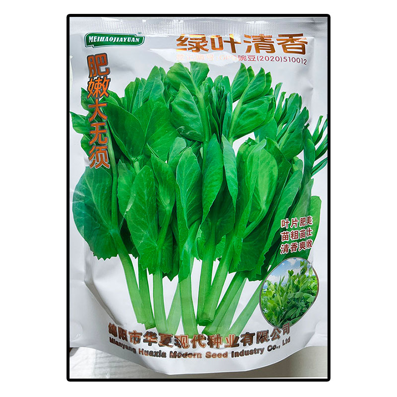 四川大胖无须豌豆尖苗龙蔬菜种子
