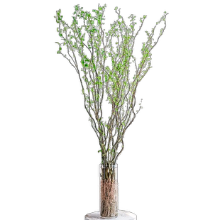 龙柳鲜切枝富贵竹客厅水培网红绿植物花卉室内盆栽好养活干支雪柳