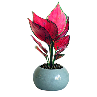 文竹办公室小盆栽发财树四季常青