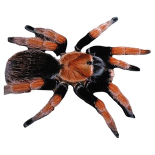 墨西哥血脚蜘蛛aph属寿命超长可25年以上活体蜘蛛宠物蜘蛛血脚蜘