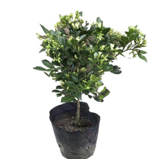 驱蚊虫九里香浓香型花卉盆栽四季常绿客厅阳台绿植物室内绿萝好养