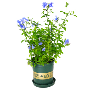 蓝雪花盆栽藤本兰雪花带花苞室内阳台庭院爬藤四季花卉多年生植物