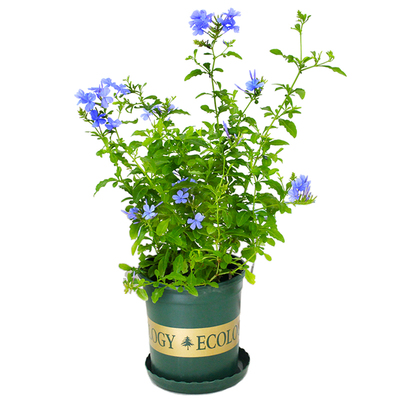 蓝雪花盆栽阳台庭院耐热开花植物