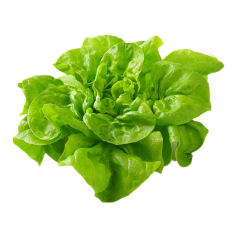 新鲜奶油生菜500g西餐蔬菜沙拉色拉脆嫩食材牛油生菜波士顿生菜