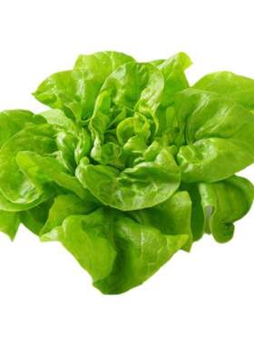 新鲜奶油生菜500g西餐蔬菜沙拉色拉脆嫩食材牛油生菜波士顿生菜