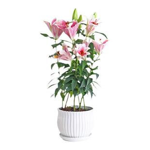 香水百合种球百合花盆栽带花苞鲜花植物室内四季好养花苗植物花卉